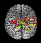 Overlapping regions of visuospatial and motor attention maps maintain spatial congruency in human posterior parietal cortex by Wendy E. Huddleston, Alex Swanson, James R. Lytle, and Michael S. Aleksandrowicz